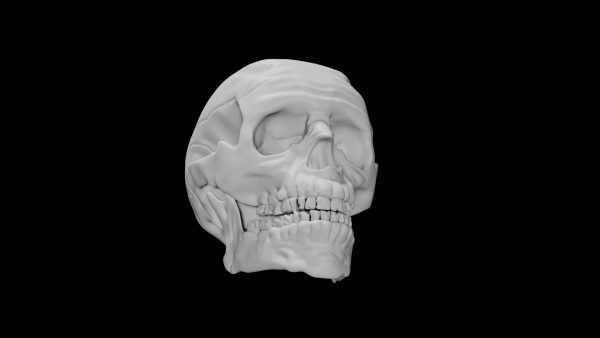 Human skull 3d model