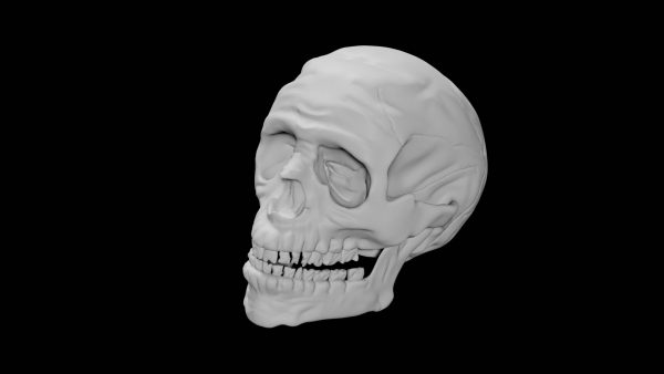 Human skull 3d model