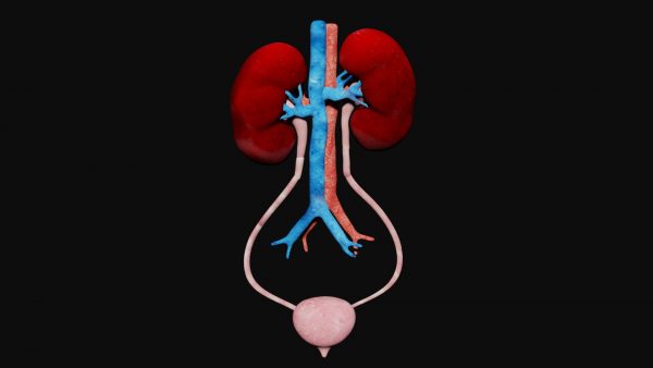 Kidney and bladder 3d model