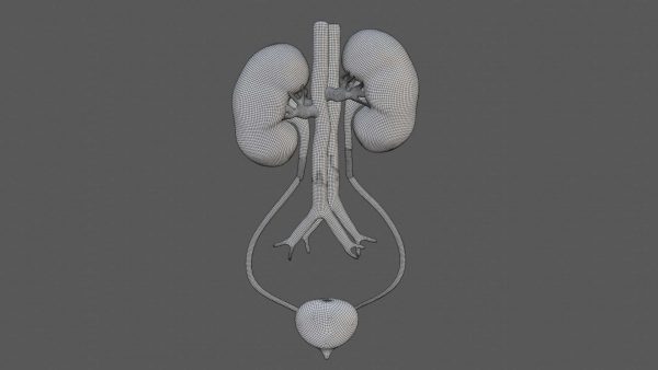 Kidney and bladder 3d model
