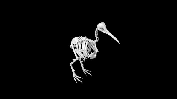 Kiwi skeleton 3d model