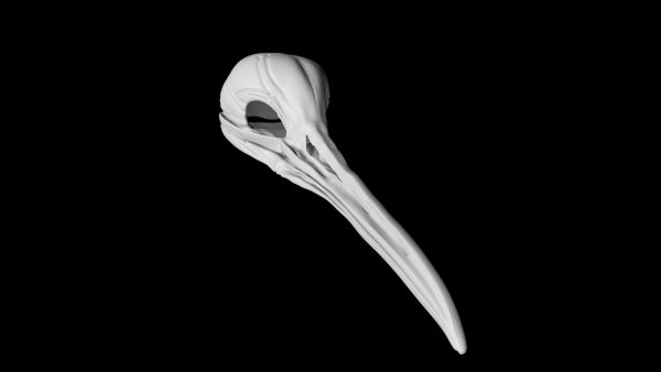 Kiwi skull 3d model