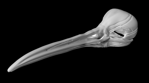 Kiwi skull 3d model