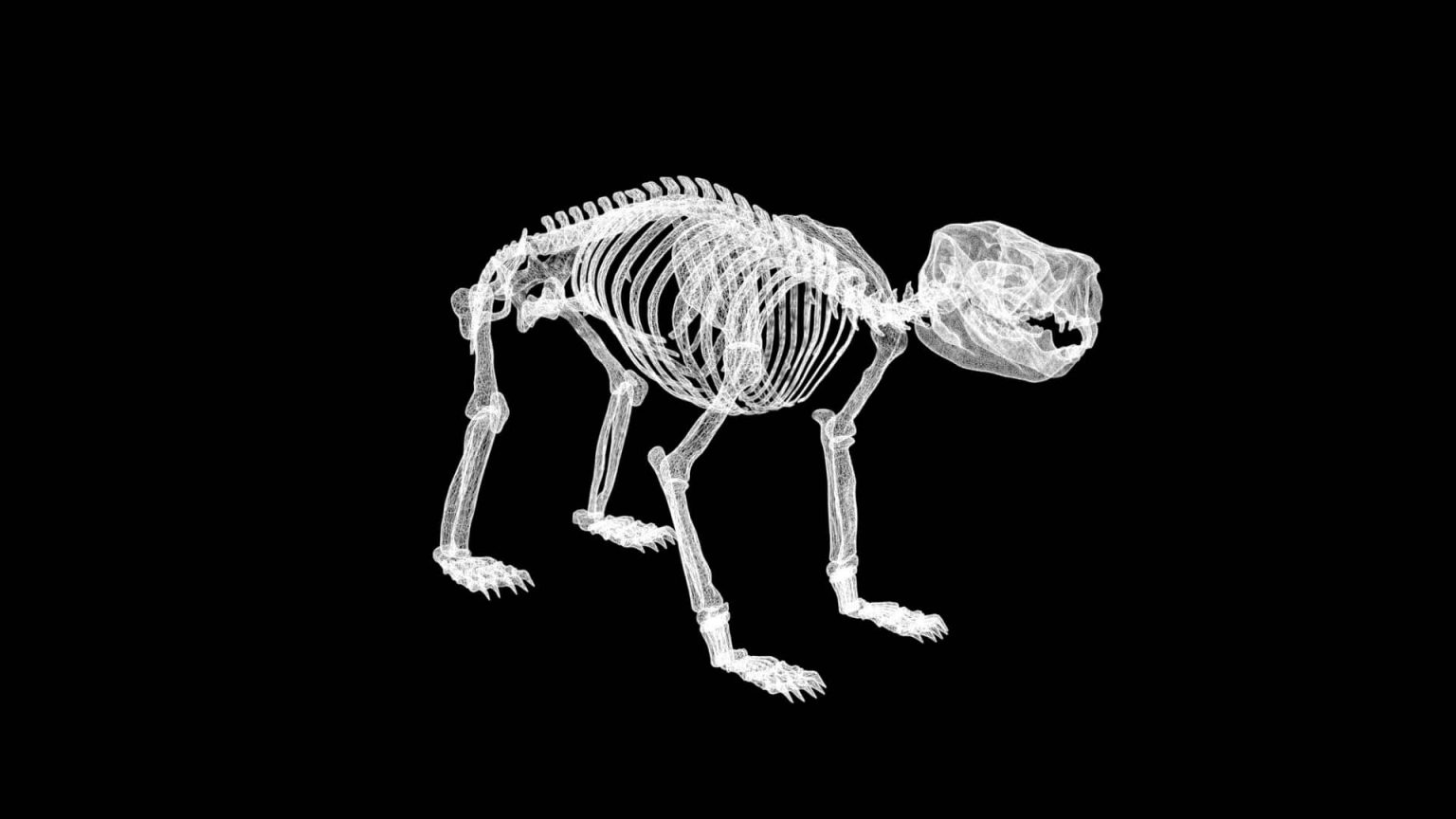 Koala skeleton 3d model Low Poly AR 3D Model - Team 3d Yard