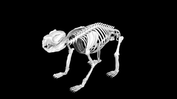 Koala skeleton 3d model