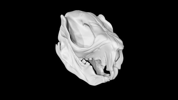 Koala skull 3d model