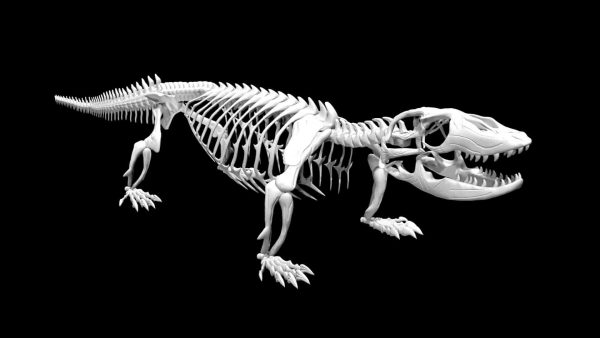Komodo dragon skeleton 3d model