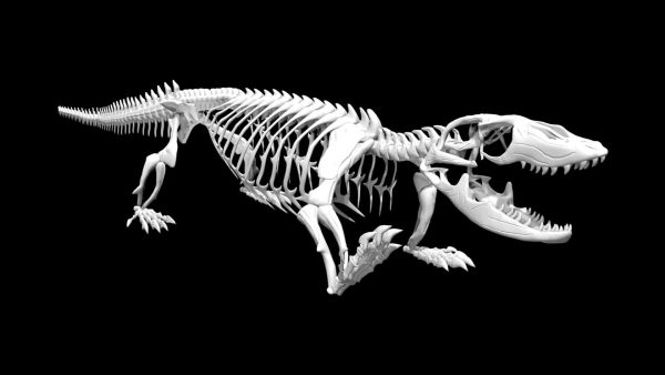 Komodo dragon skeleton 3d model