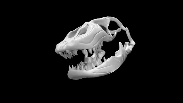 Komodo dragon skull 3d model