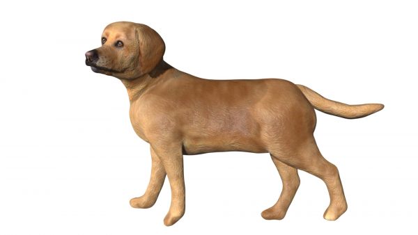 Labrador 3d model