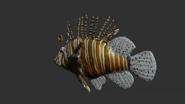 Lionfish 3d model