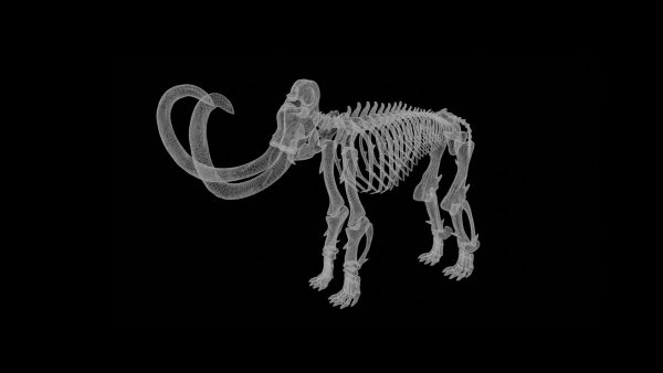Mammoth skeleton 3d model