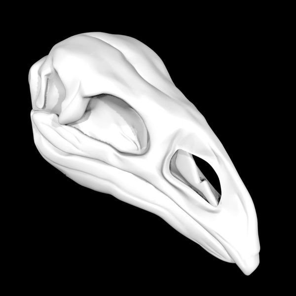 Moa skull 3d model