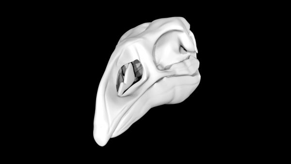 Moa skull 3d model