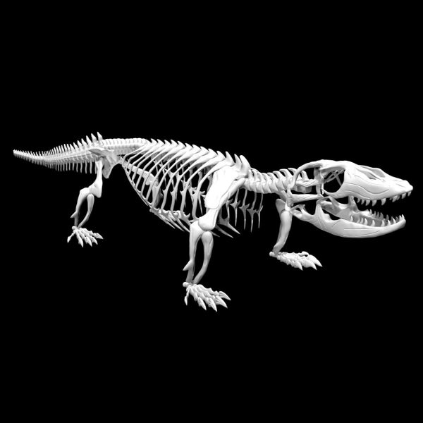Monitor lizard skeleton 3d model