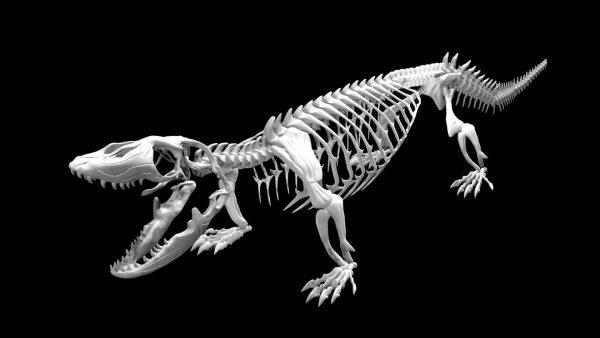 Monitor lizard skeleton 3d model