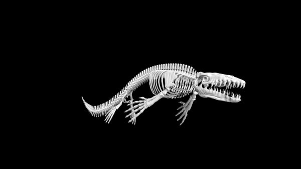 Mosasaurus skeleton 3d model