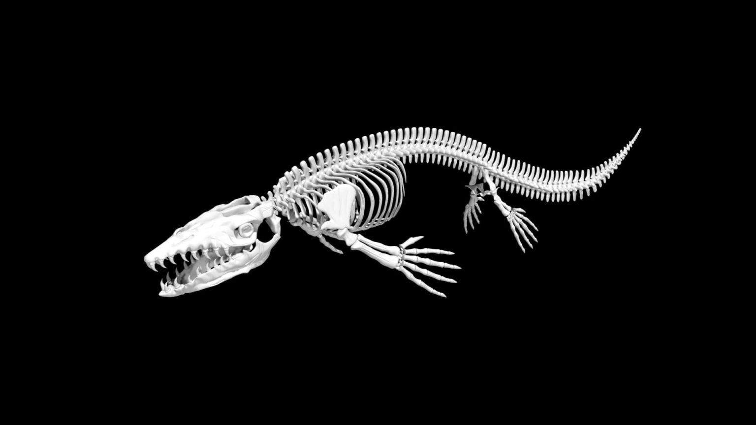 Mosasaurus Skeleton 3d model Low Poly AR 3d model - Team 3d Yard