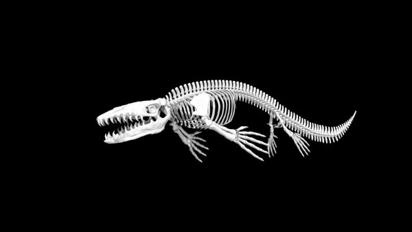 Mosasaurus skeleton 3d model