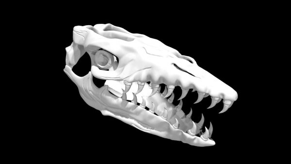 Mosasaurus skull 3d model