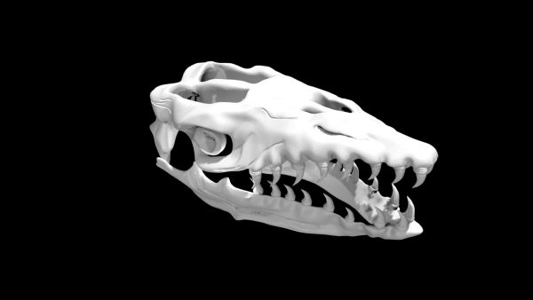 Mosasaurus skull 3d model