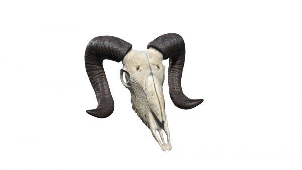 Mountain goat skull 3d model