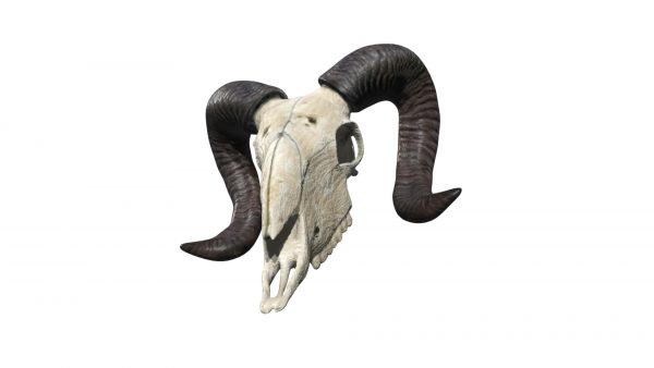 Mountain goat skull 3d model