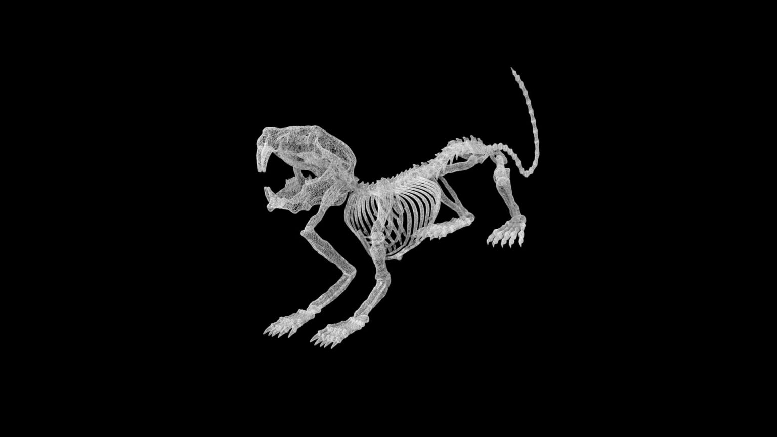 Mouse skeleton 3d model Rigged and low poly - Team 3d Yard