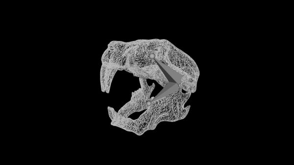 Mouse skull 3d model