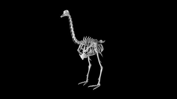 Ostrich skeleton 3d model