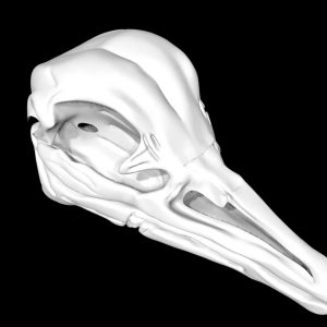Ostrich skull 3d model