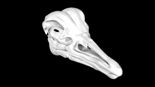 Ostrich skull 3d model