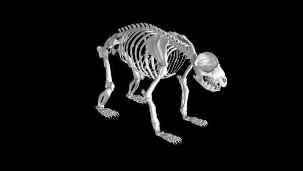 Panda skeleton 3d model