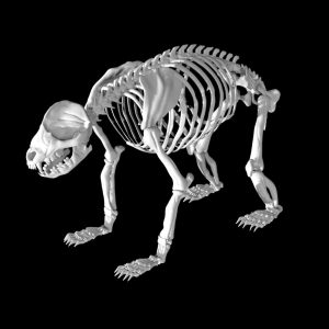 Panda skeleton 3d model