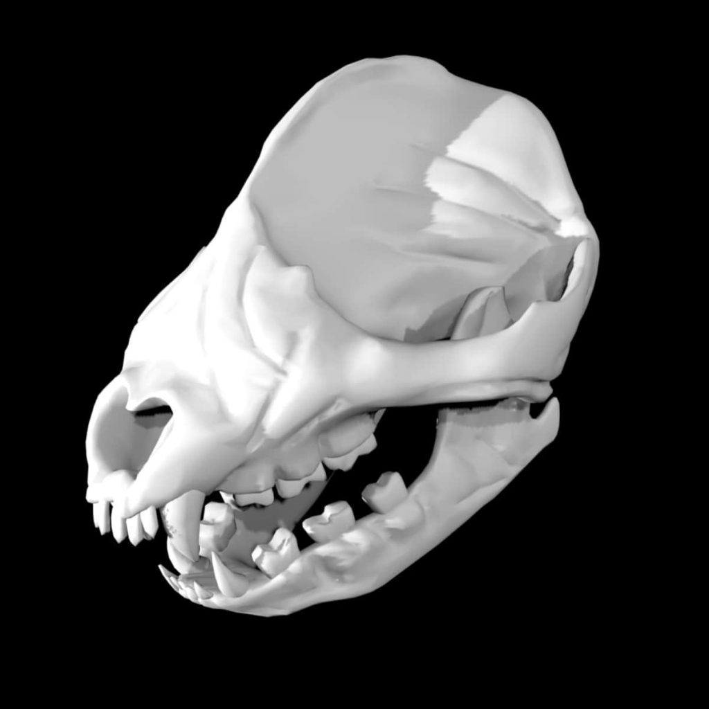 Panda skull 3d model Rigged and low poly - Team 3d Yard