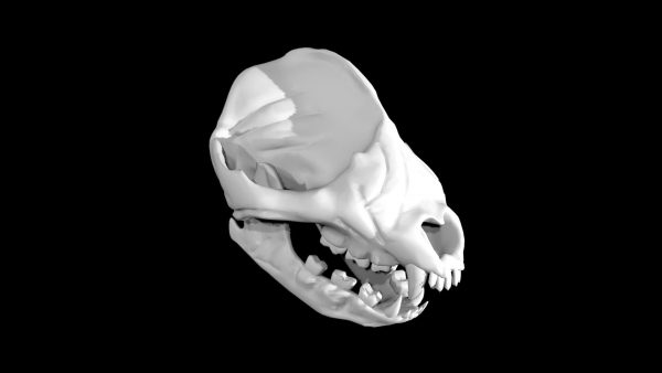 Panda skull 3d model