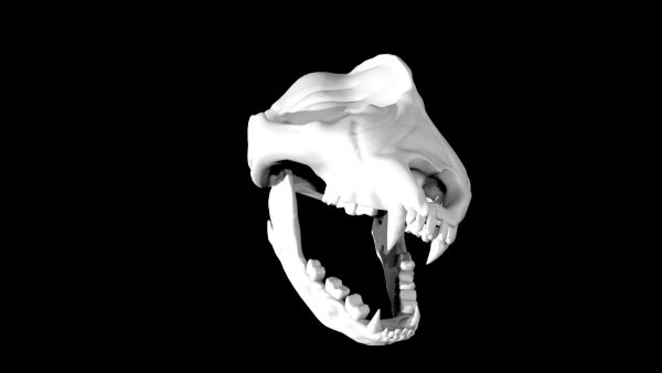 Panda skull 3d model
