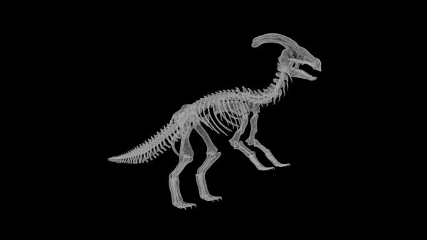 Parasaurolophus skeleton 3d model