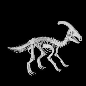Parasaurolophus skeleton 3d model