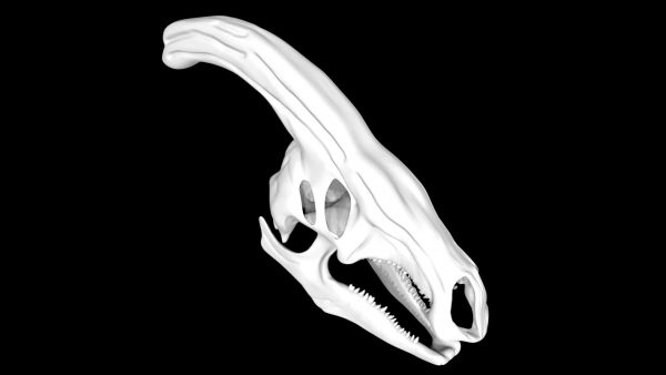 Parasaurolophus skull 3d model