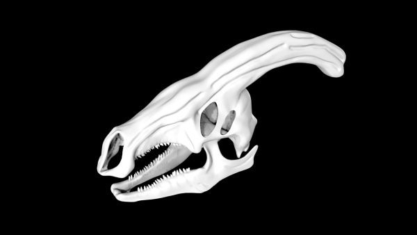 Parasaurolophus skull 3d model