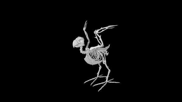 Parrot skeleton 3d model