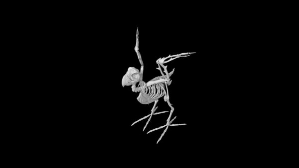 Parrot skeleton 3d model