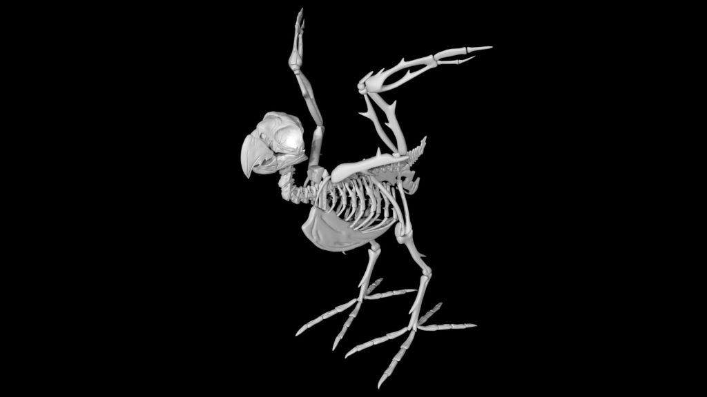 Parrot skeleton 3d model Low Poly AR 3D Model - Team 3d Yard