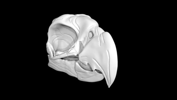 Parrot skull 3d model