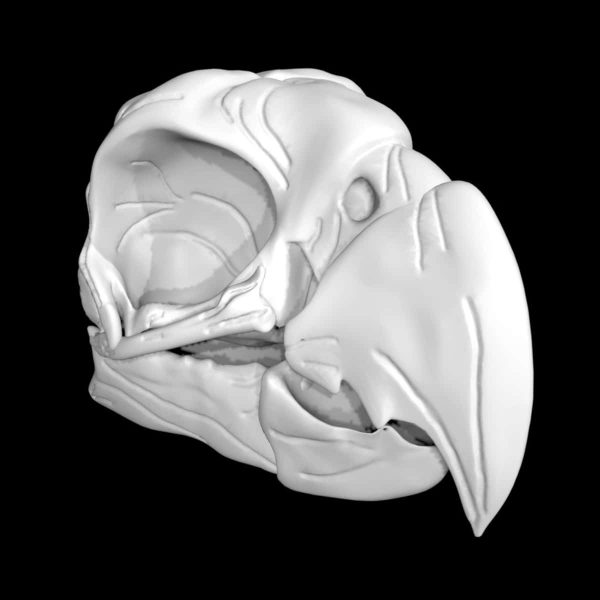 Parrot skull 3d model
