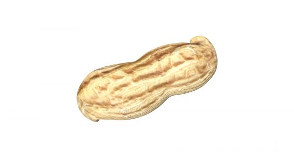 Peanut 3d model