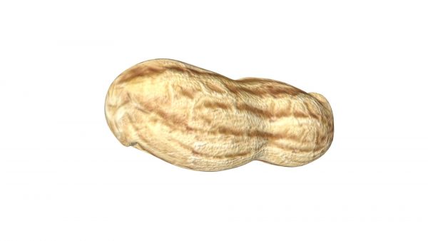 Peanut 3d model