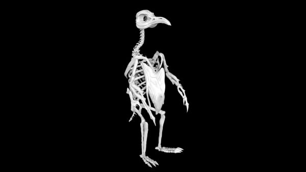Penguin skeleton 3d model