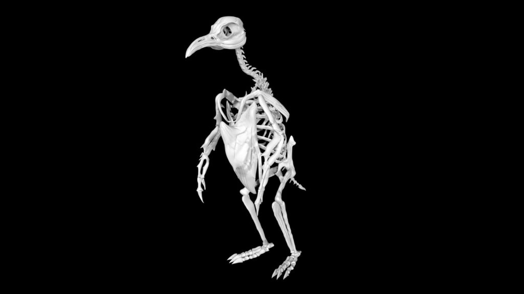 Penguin skeleton 3d model Low Poly AR 3D Model - Team 3d Yard